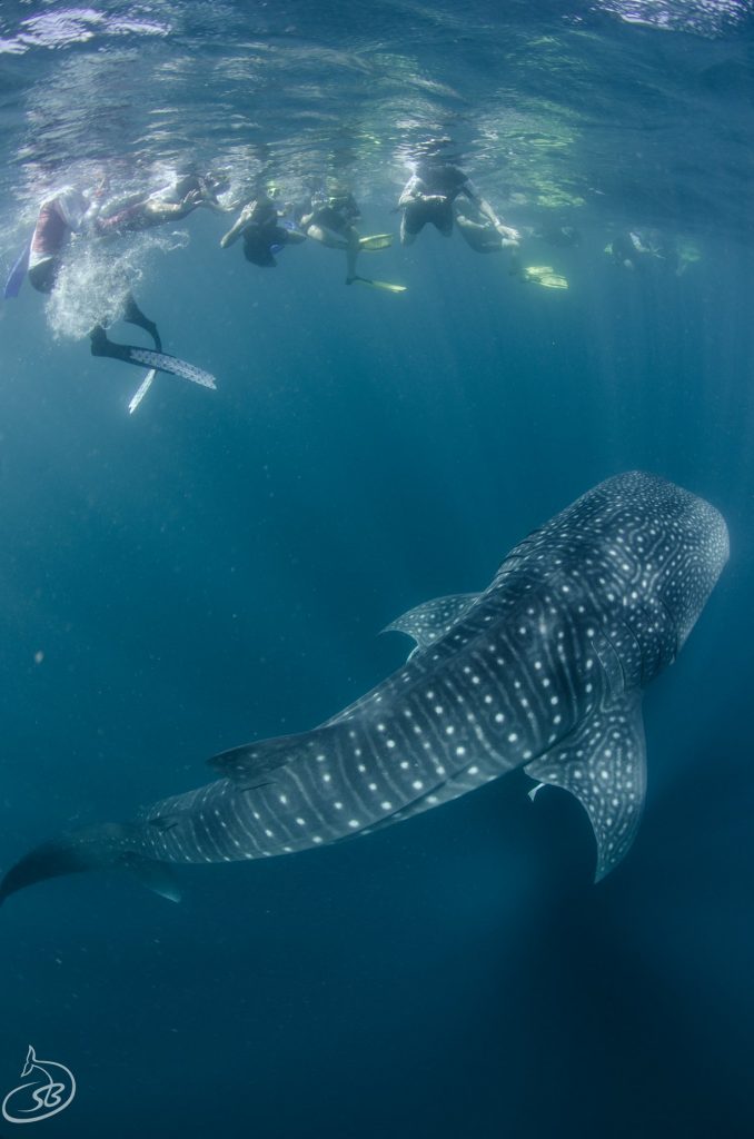 Ningaloo Reef - Exmouth