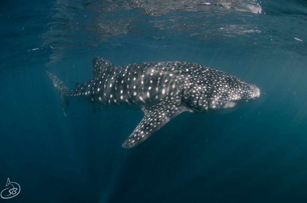 Exmouth - Ningaloo Reef