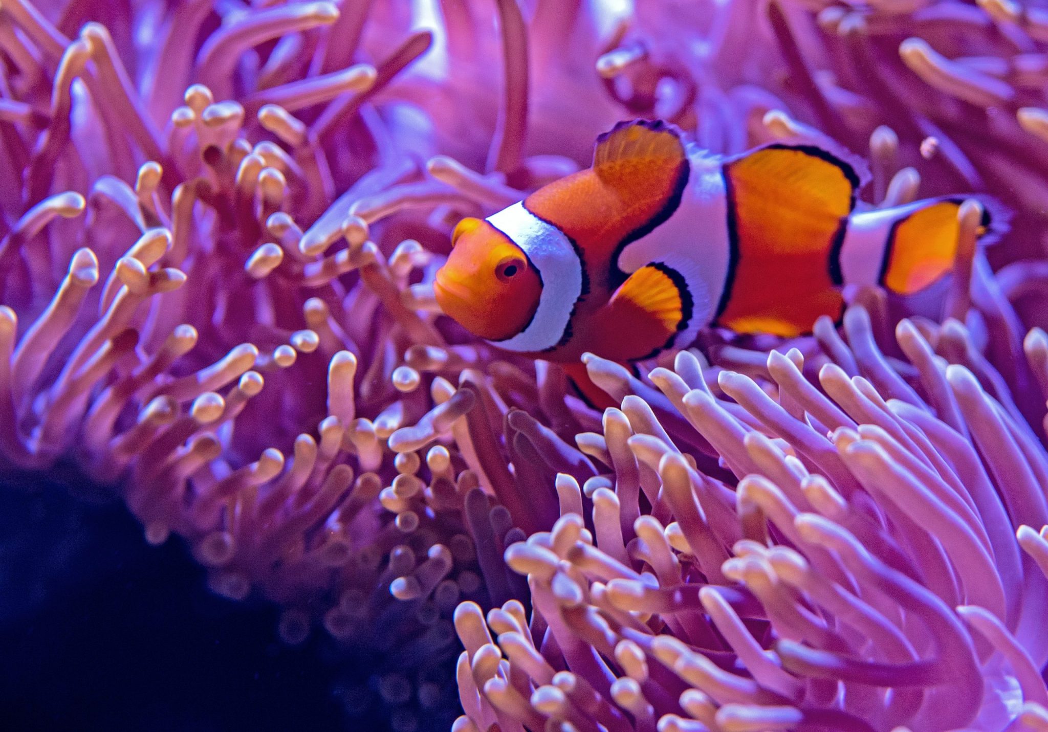 Cairns Aquarium, Cairns City, Australia-unsplash