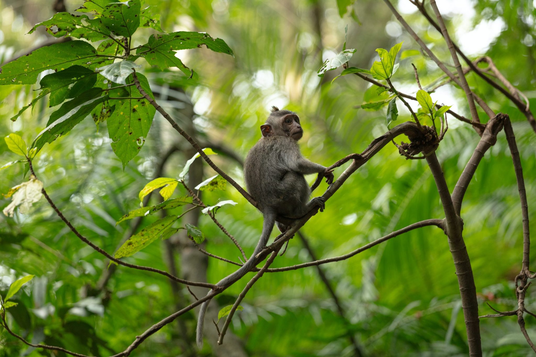 Ubud