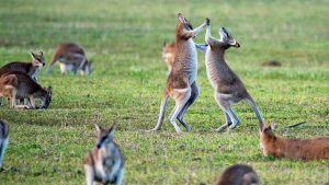 Pohled na přírodní krásy Austrálie - Zájezd a dovolená Austrálie