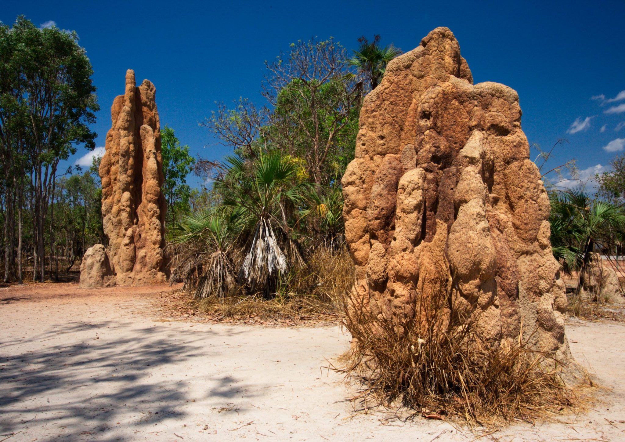 Magnetic Termite Mounds in Litchfield NP in Northern Territory in Australia