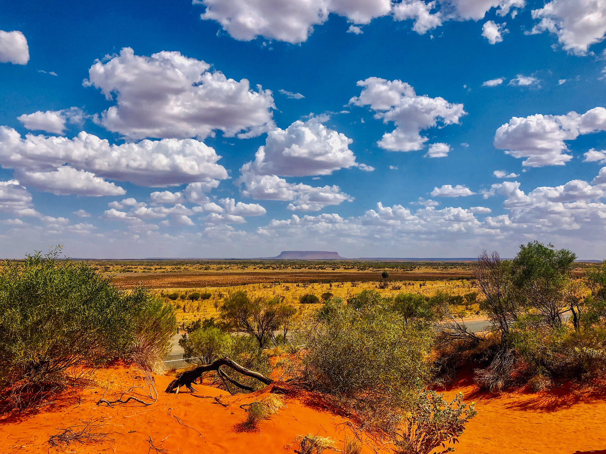 Bush and Desert