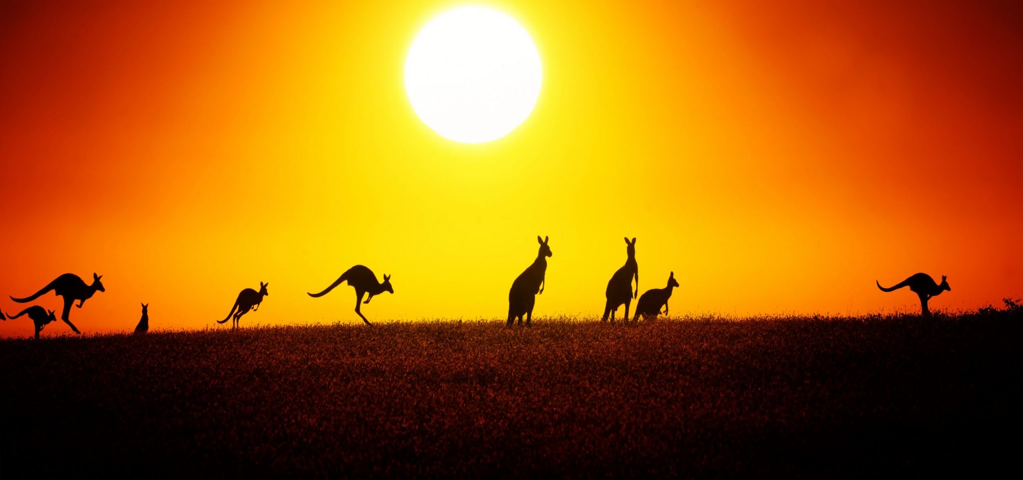 Kangaroo On Sunset