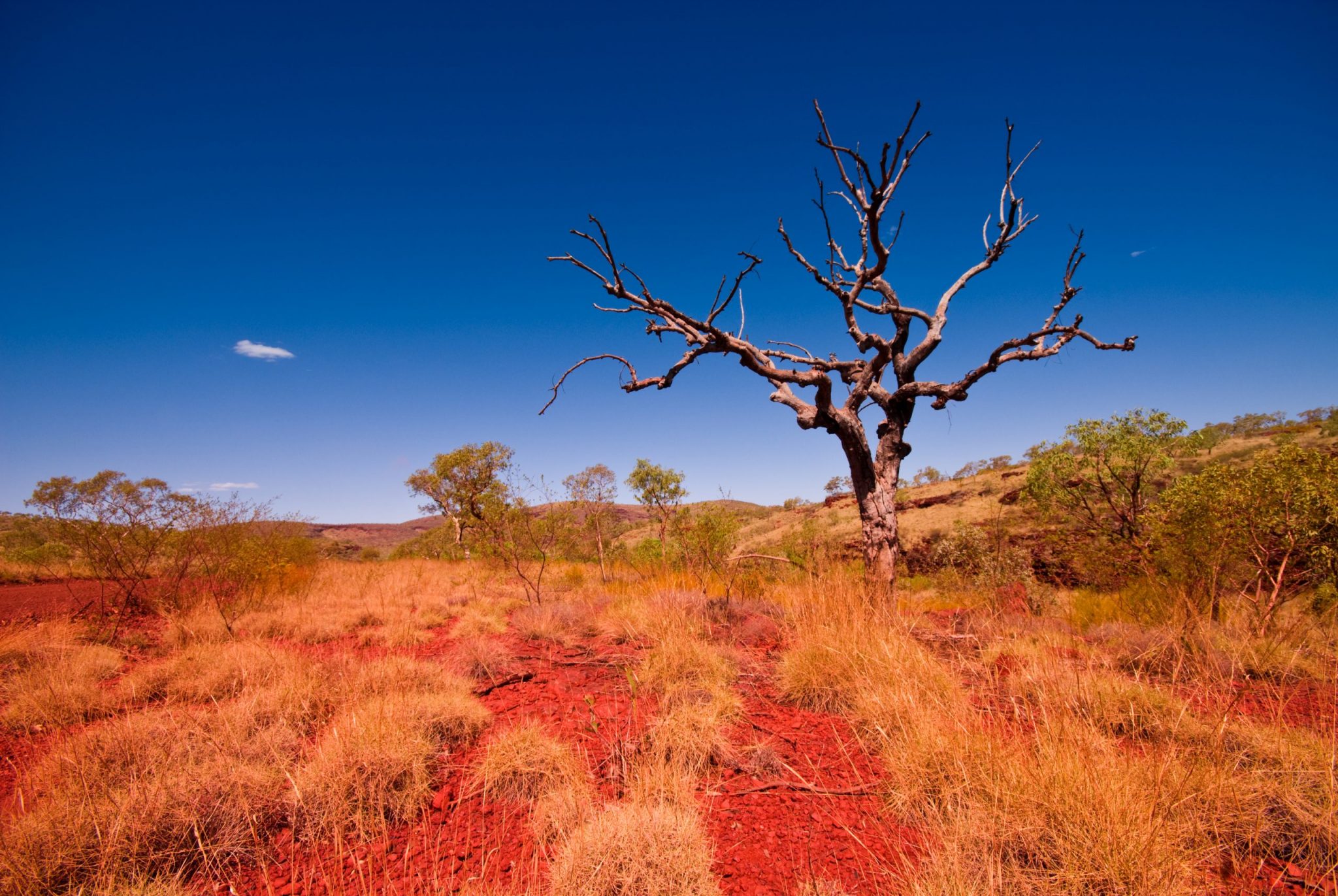 Outback Western Australia - Tree in Karijini National Park