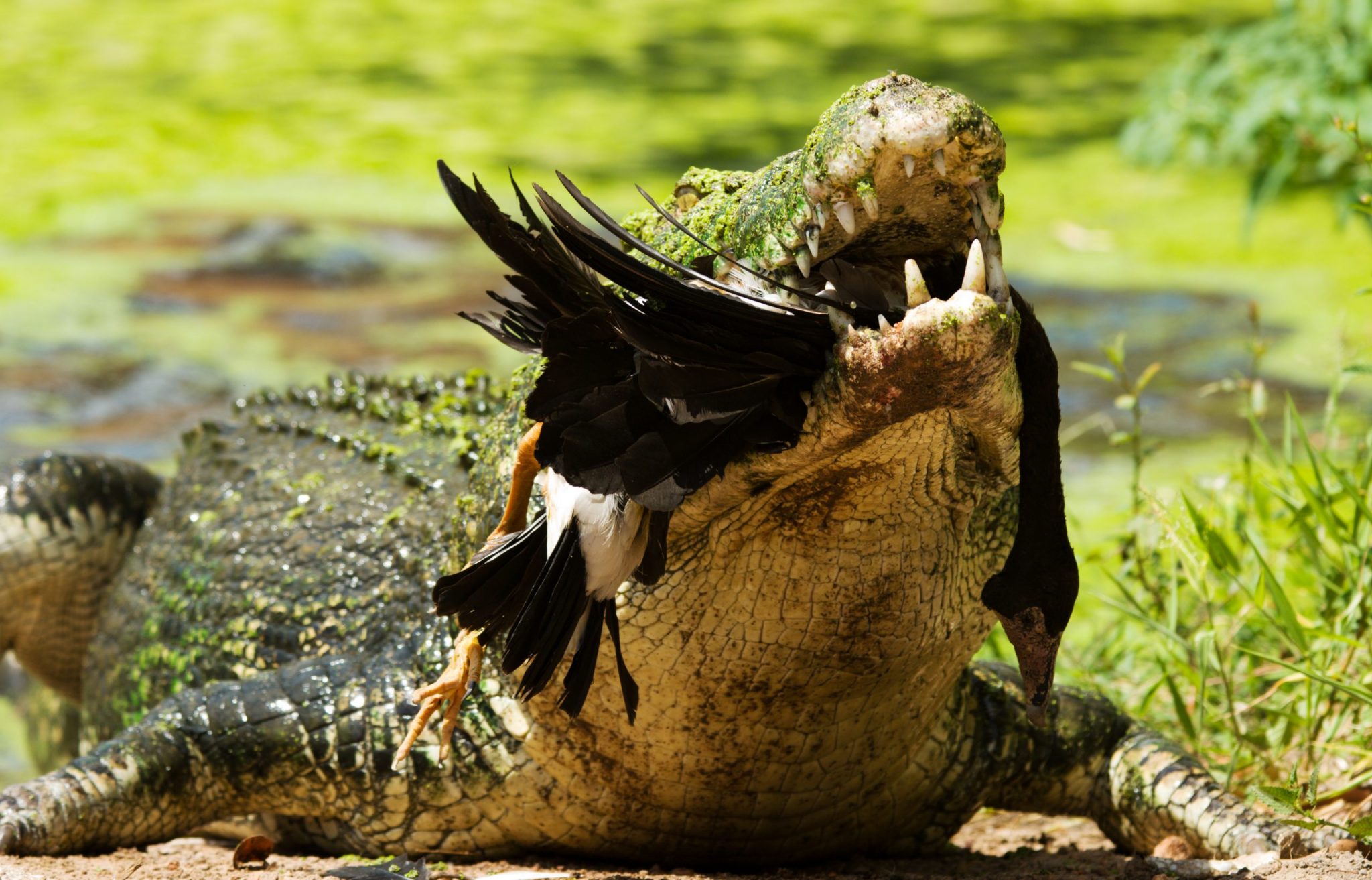 Crocodile with a bird in his jaws