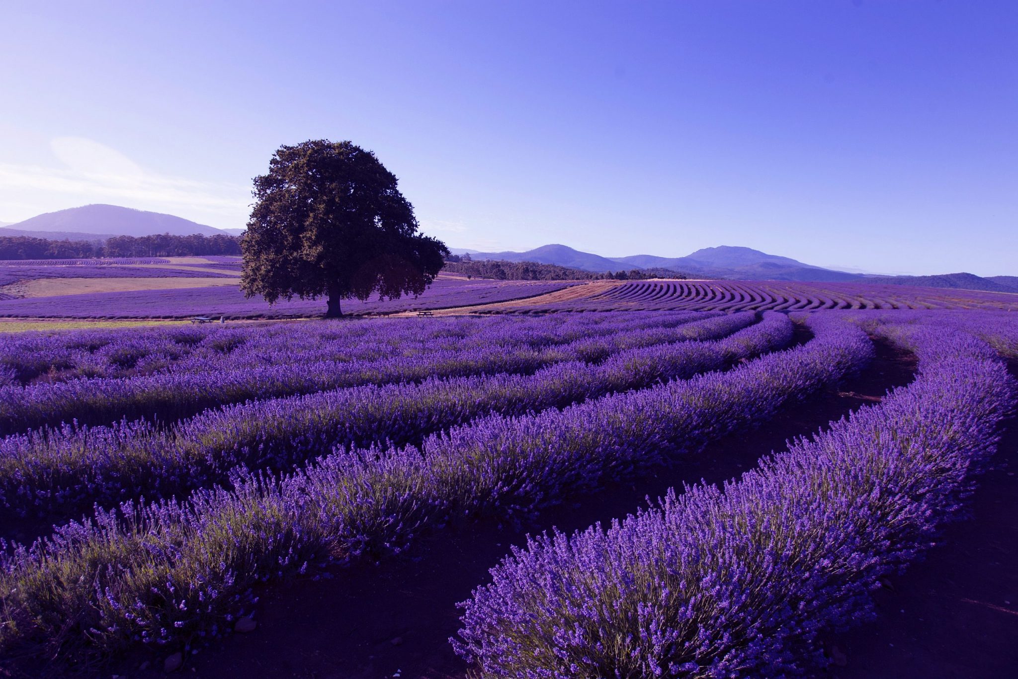 Lavender Farm at Nabowla, Tasmania, Australia