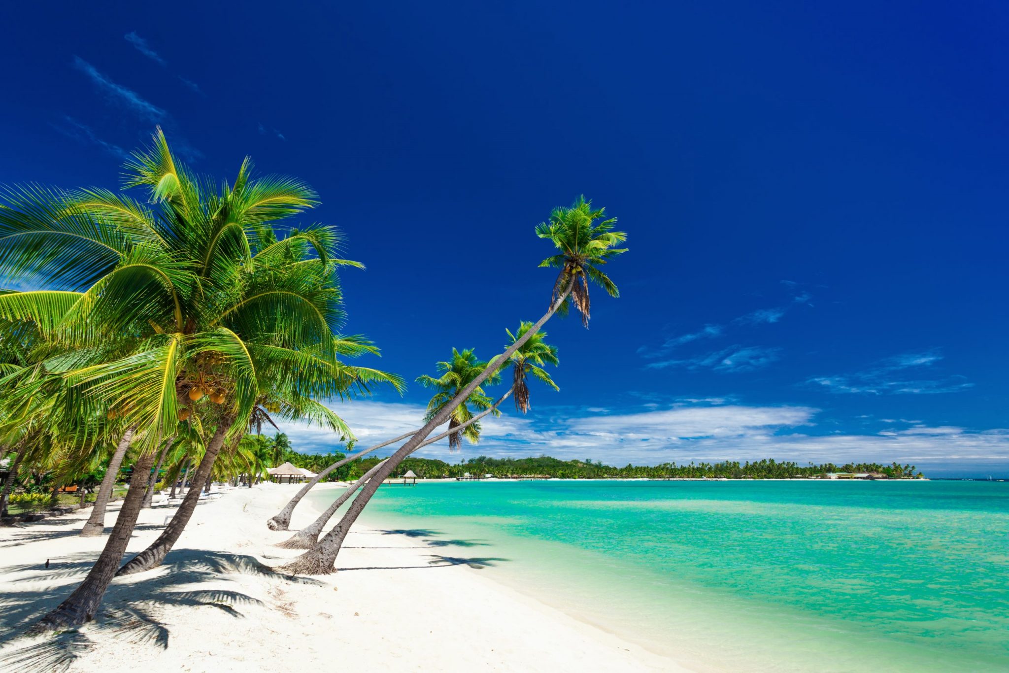 Palm trees over white beach on a a Plantation Island, Fiji