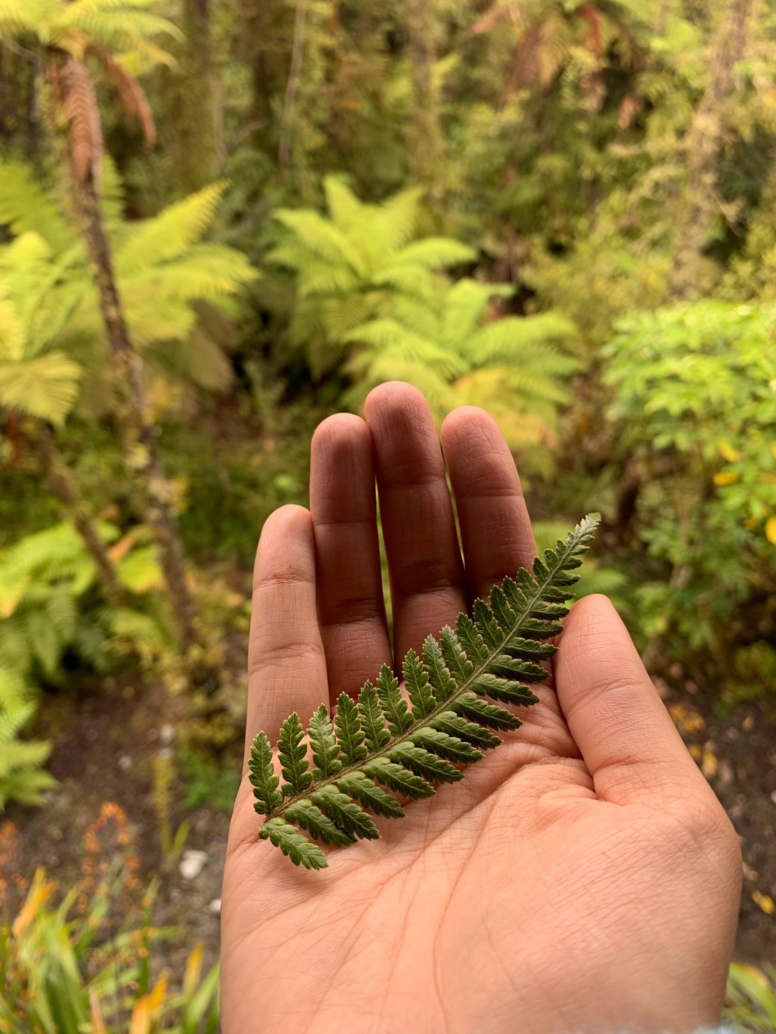 Rotorua