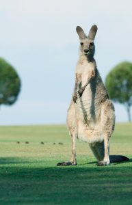 Pohled na přírodní krásy Austrálie - Zájezd a dovolená Austrálie