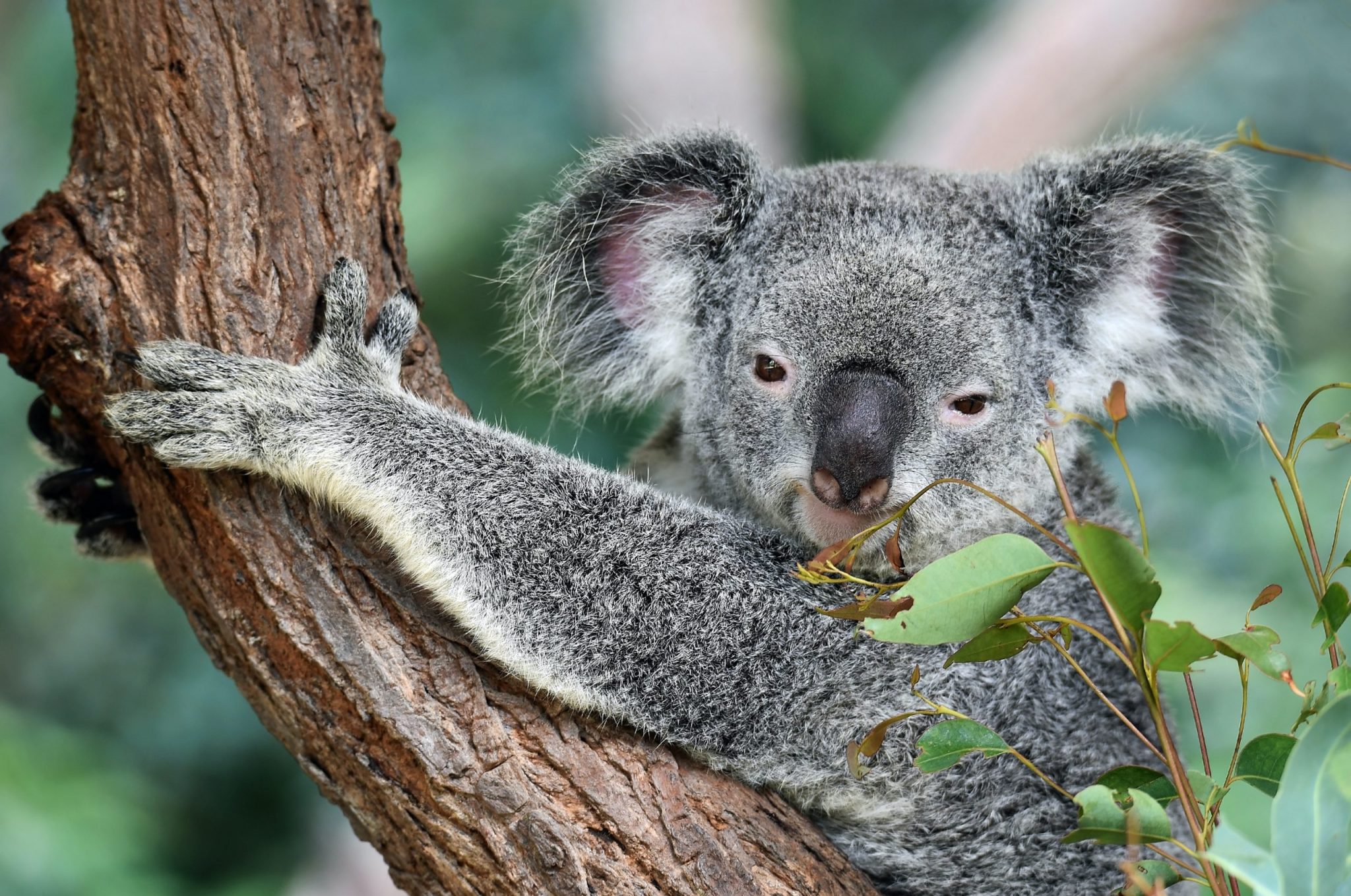 koala1