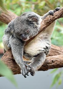 Pohled na přírodní krásy Austrálie - Zájezd a dovolená Austrálie