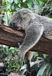 Pohled na přírodní krásy Austrálie - Zájezd a dovolená Austrálie