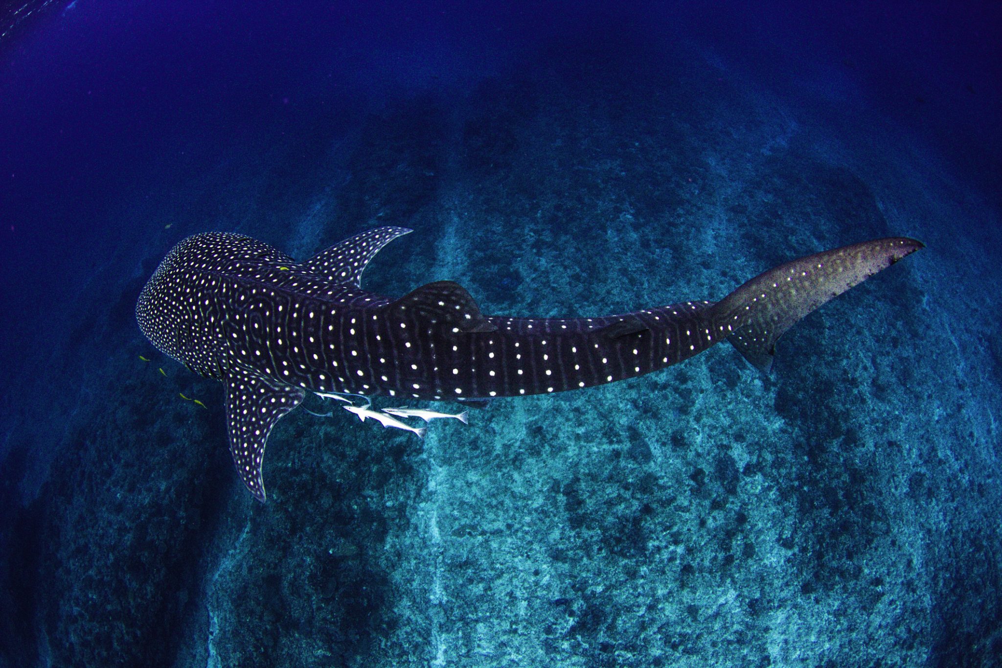 Whale Shark from above in crystal clear water over spectacular coral reef