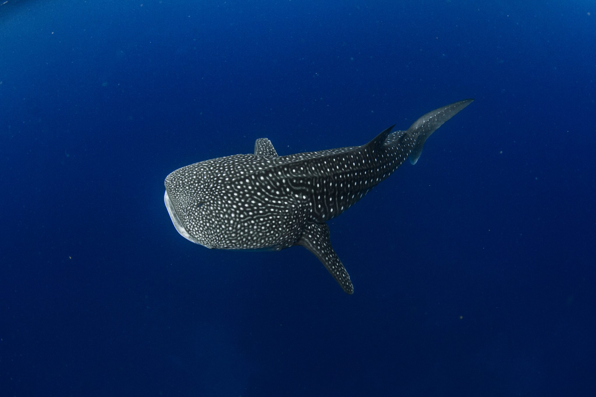 Whale shark in  crystal blue water