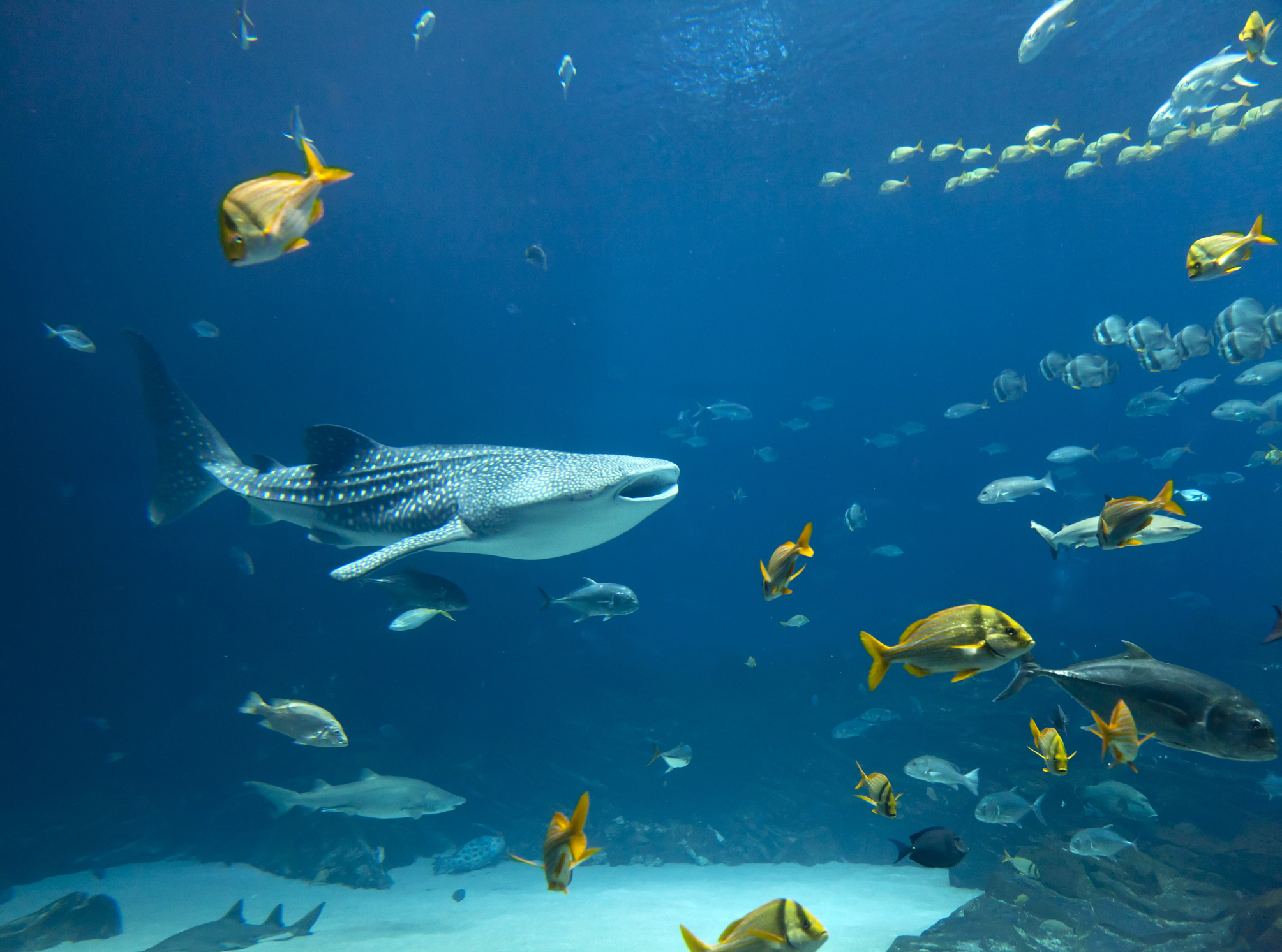 Ningaloo Reef - Exmouth