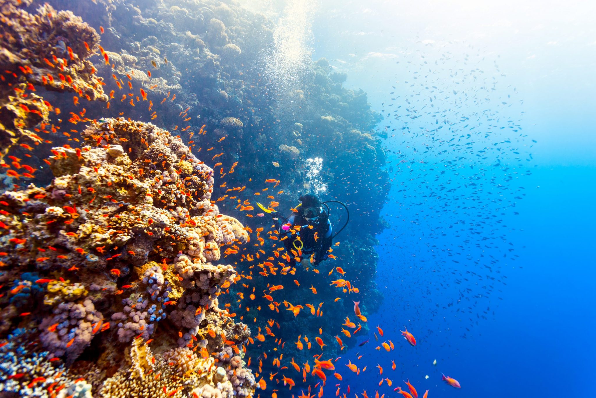 Scuba Diver Woman swims along the reef