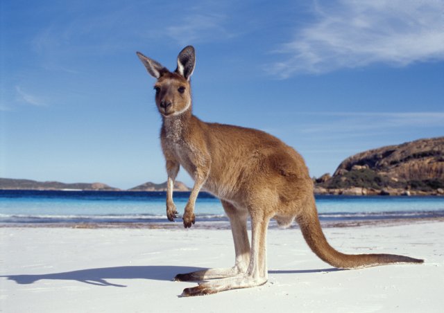 Sydney - klokaní pláž